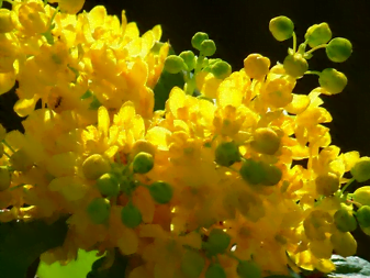 La floraison du mahonia