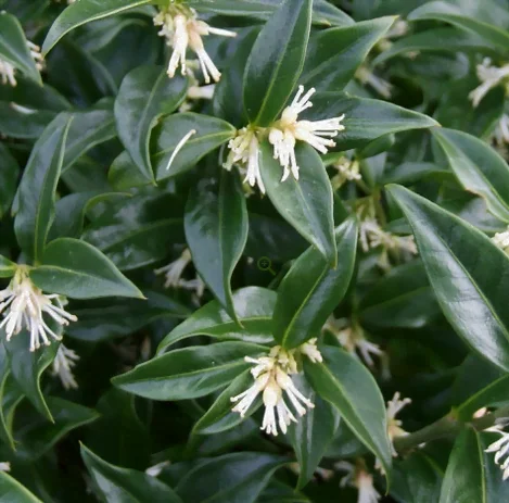 La floraison du Sarcocoque.
