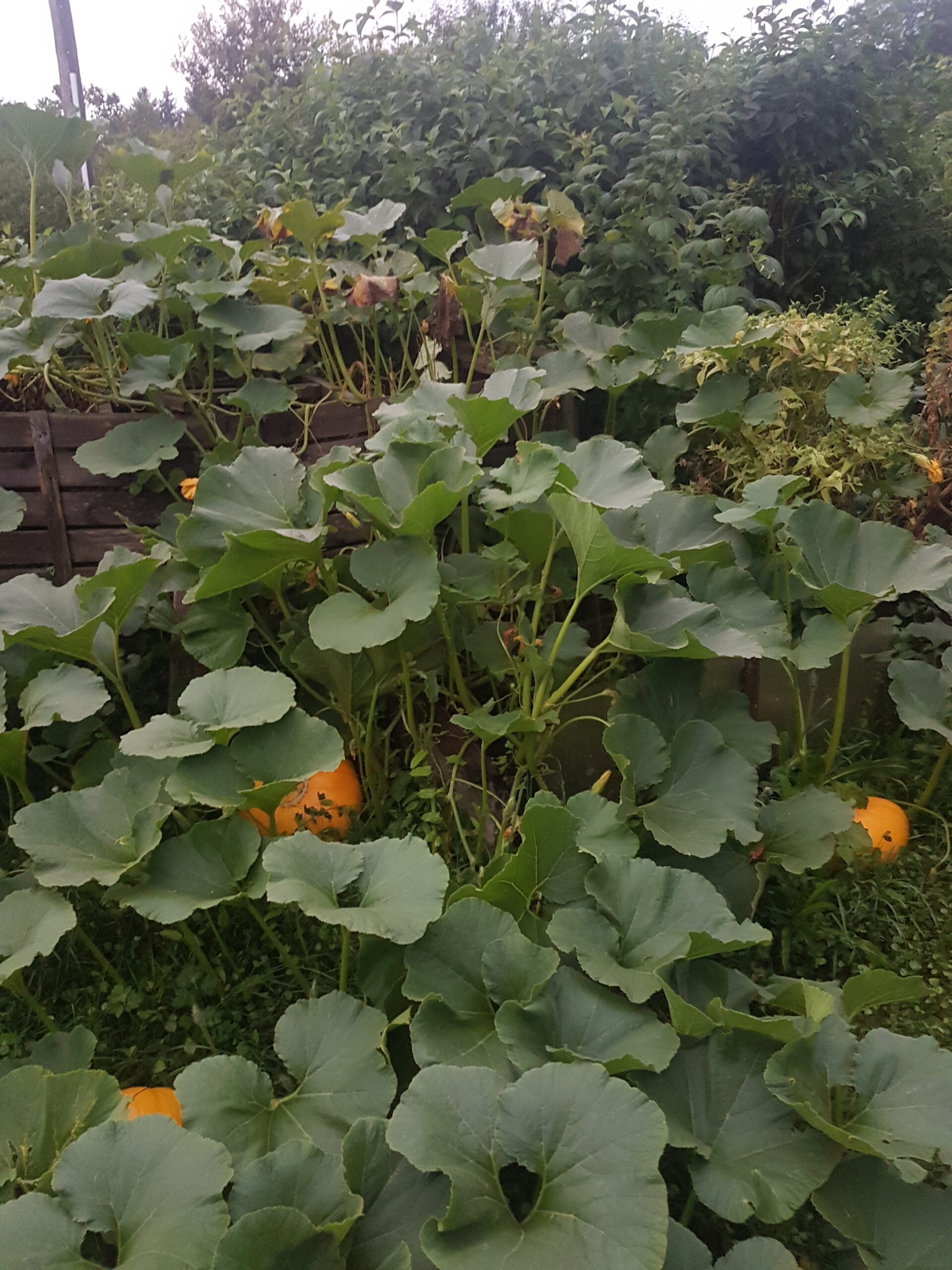 Courges