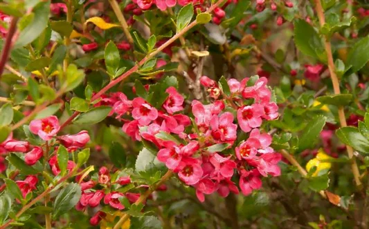 Floraison de l'escallonia