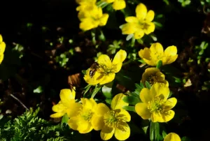 L'éranthe d'hiver en fleur