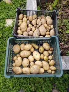 Les pommes de terre