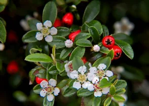 Le Cotonéaster