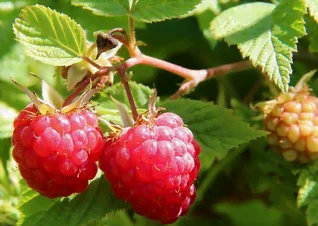 Le framboisier avec ses fruits les framboises