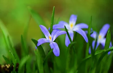 Fleurs de la gloire des neiges