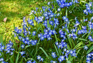 La gloire des neiges fleurie