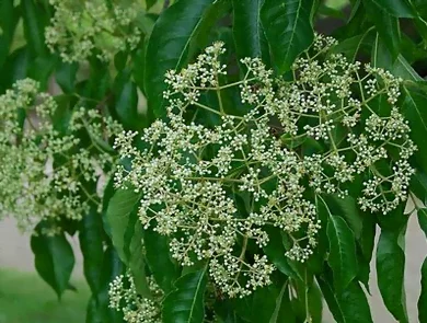 La floraison de l'arbre à miel