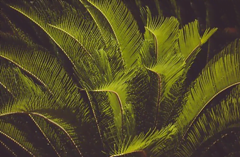 Le cycas