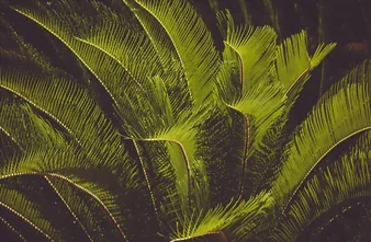 Le cycas