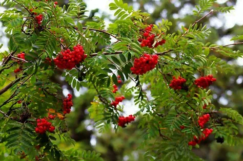Le sorbier est un très bel arbre décoratif