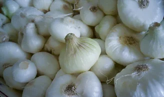 Les oignons blancs