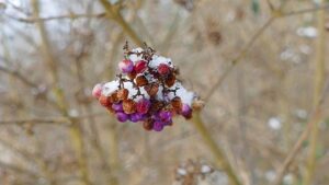 Une grappe de l'arbre aux bonbons