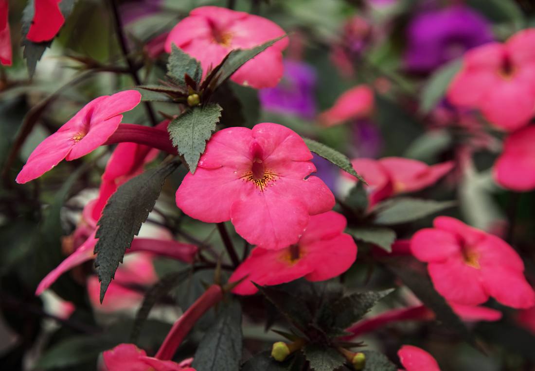 Achimène en fleurs