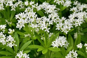 L'aspérule odorante L'aspérule odorante en fleurs