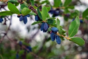 Le camérisier bleu La culture du camérisier bleu