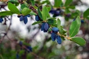 Le camérisier bleu La culture du camérisier bleu