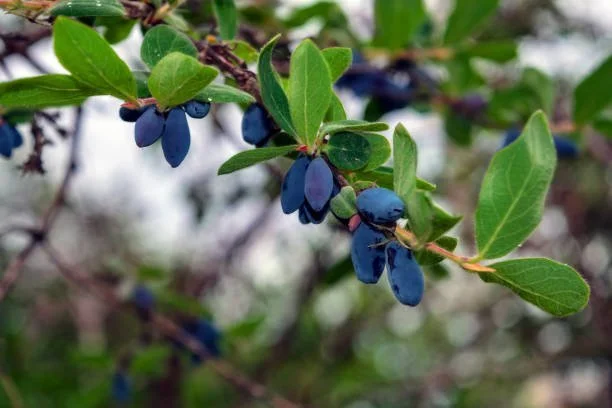 Le camérisier bleu en fruits