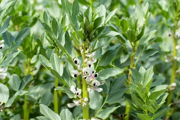 Plants de fèves