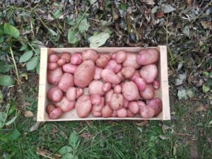Pommes de terre