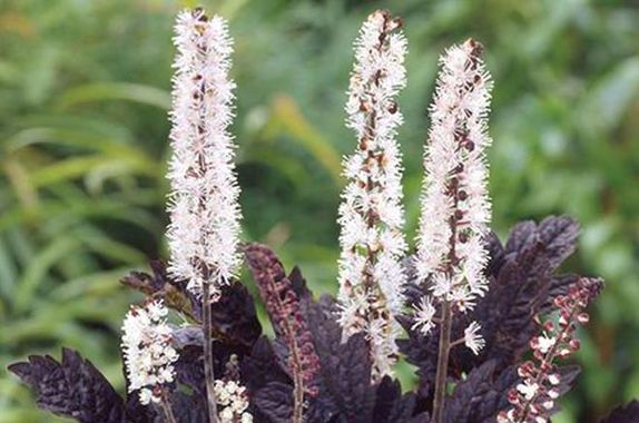 Le cierge d'argent en fleurs