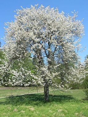 Très belle floraison du merisier
