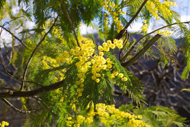 Le mimosa dans toute sa splendeur