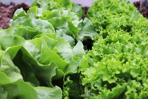 Salade