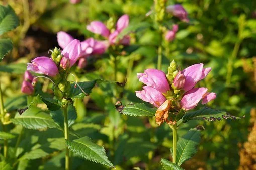 La chélone en fleurs