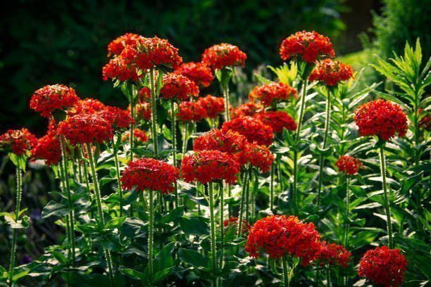 La floraison de la croix de Malte