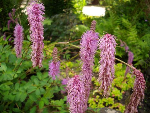 La sanguisorbe en fleurs