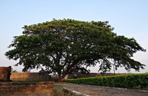 L'albizia La culture de l'albizia