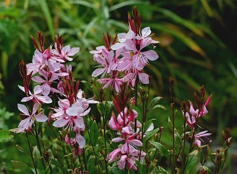La belle floraison du gaura