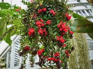 L'aeschynanthus L’aeschynanthus en fleurs