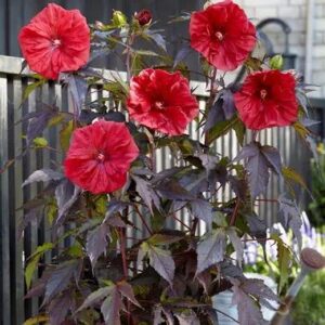 Un pied d'hibiscus en fleurs