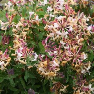 La floraison du chèvrefeuille arbustif