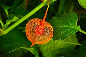 Le physalis avec sa graine comestible