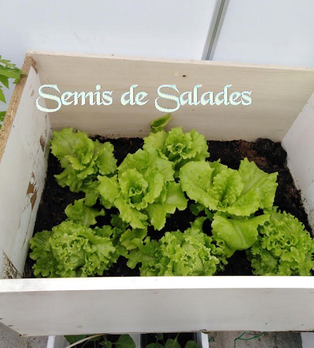 Salades