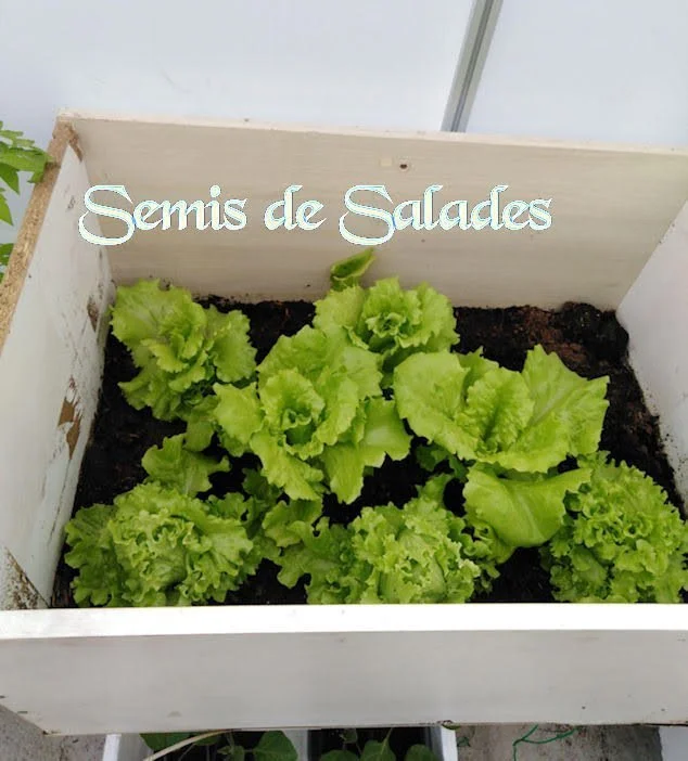 Salades