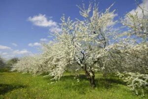 Le prunier en fleurs