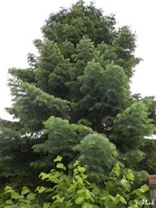 Le jardin de Marie Anne 1997 4