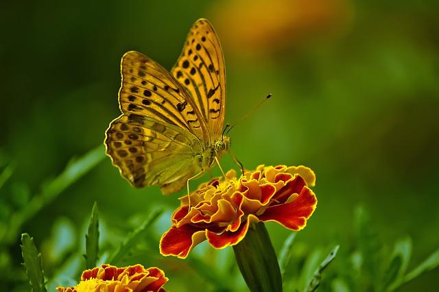 Un très beau papillon sur une fleur