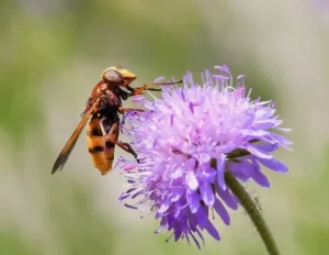 Insectes « utiles » contre « les ravageurs » La-syrphe