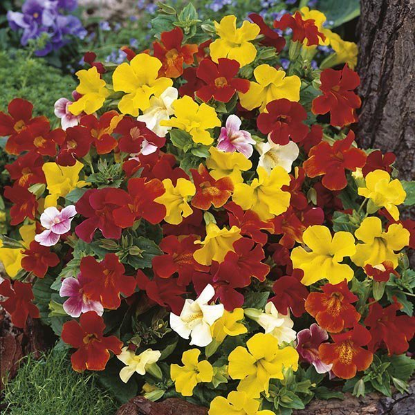 Le mimulus en fleurs