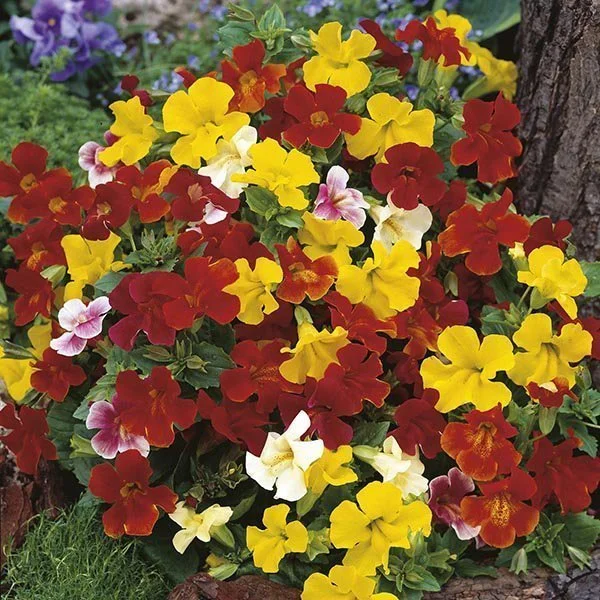 Le mimulus en fleurs