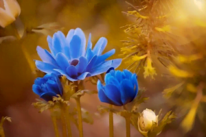 L'anémone en fleurs