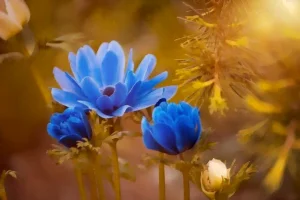 L'anémone en fleurs