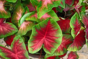 Le-caladium