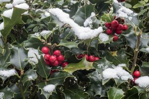 Houx sous la neige