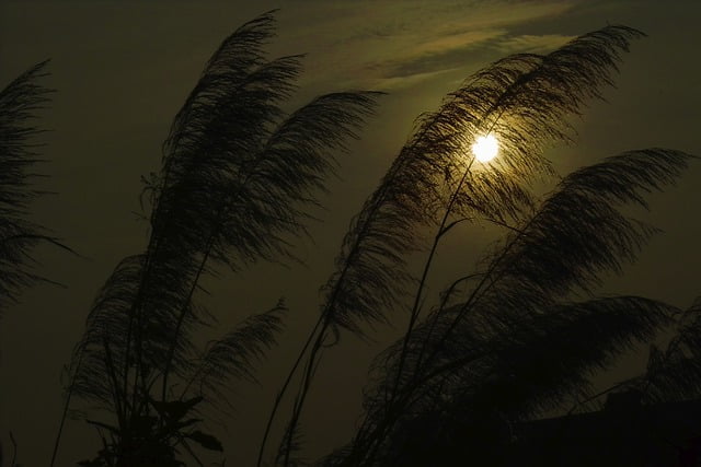 Du vent dans le millet