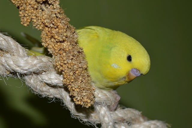 Le millet, un régal pour les oiseaux